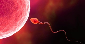 Spermin yumurtaya gireceği an Döllenme
